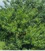 CHINESE TALLOW TREE