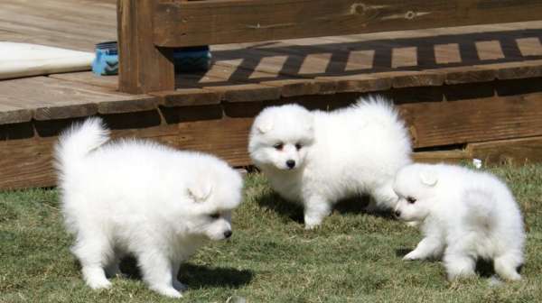 Japanese Spitz Puppies For Sale To A New Home In Colorado Animals Pets
