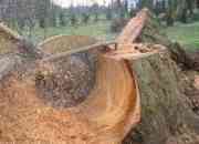Stump removal service, stump grinding service in new york