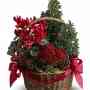 Giftblooms brings auspicious Christmas plants with immense blessings.