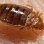 Bed Bug Exterminator Philadelphia - Eliminate Bed Bugs Permanently