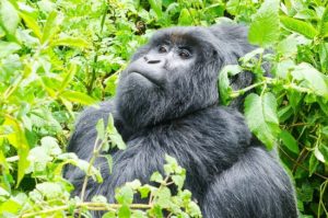 Uganda gorilla trekking safaris by cocaweu creation safaris,tour and travel operator