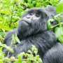 Uganda gorilla trekking safaris by cocaweu creation safaris,tour and travel operator
