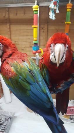 Macaws love birds