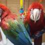macaws love birds